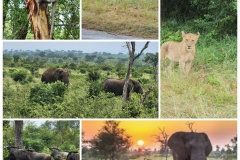 KRUGER-NATIONAL-PARK-